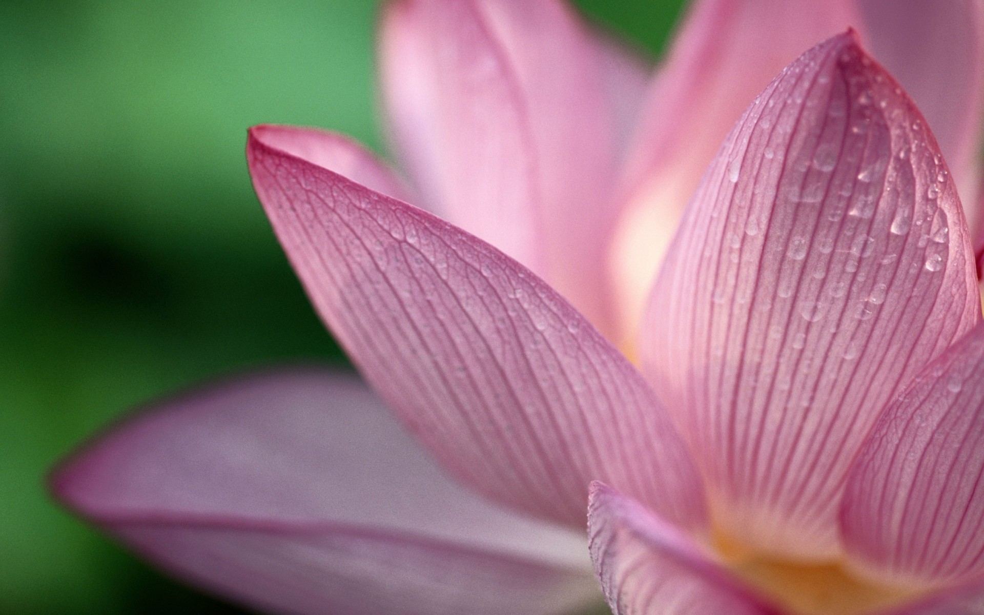 blume tropfen blütenblätter