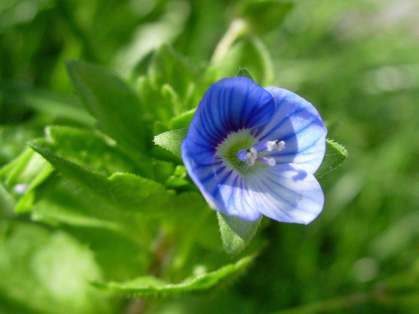 flor verde hojas