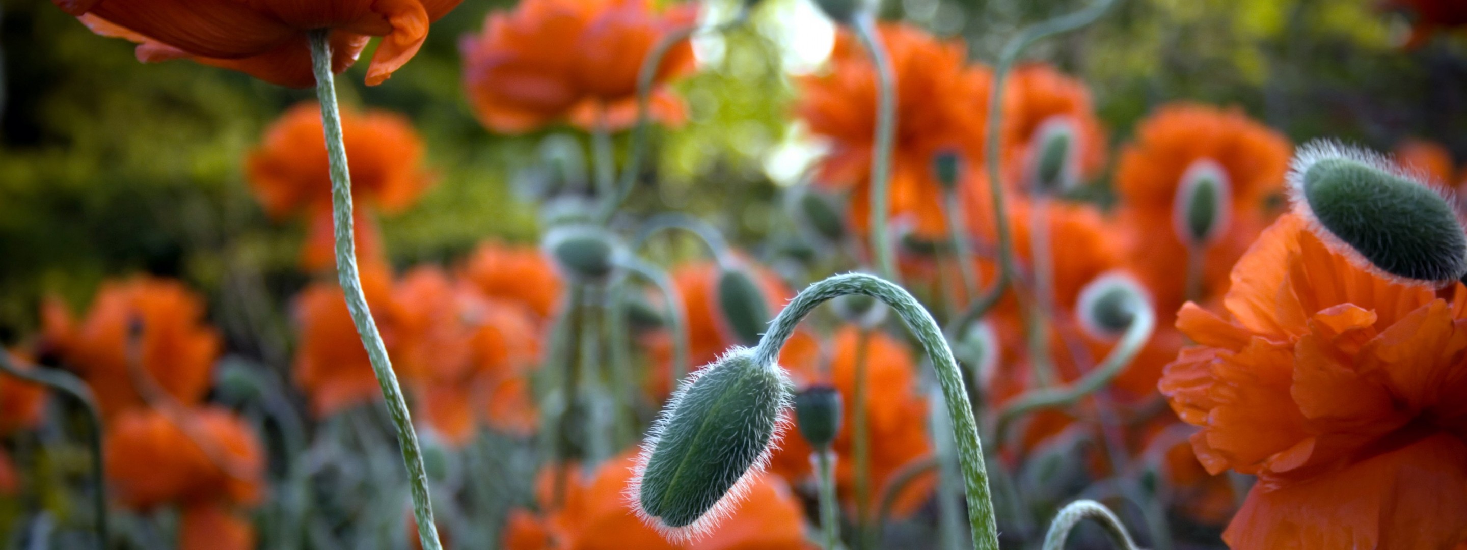 papaveri fiori