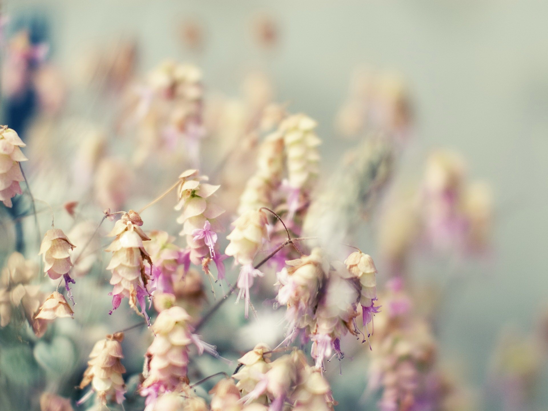 flower blur bouquet