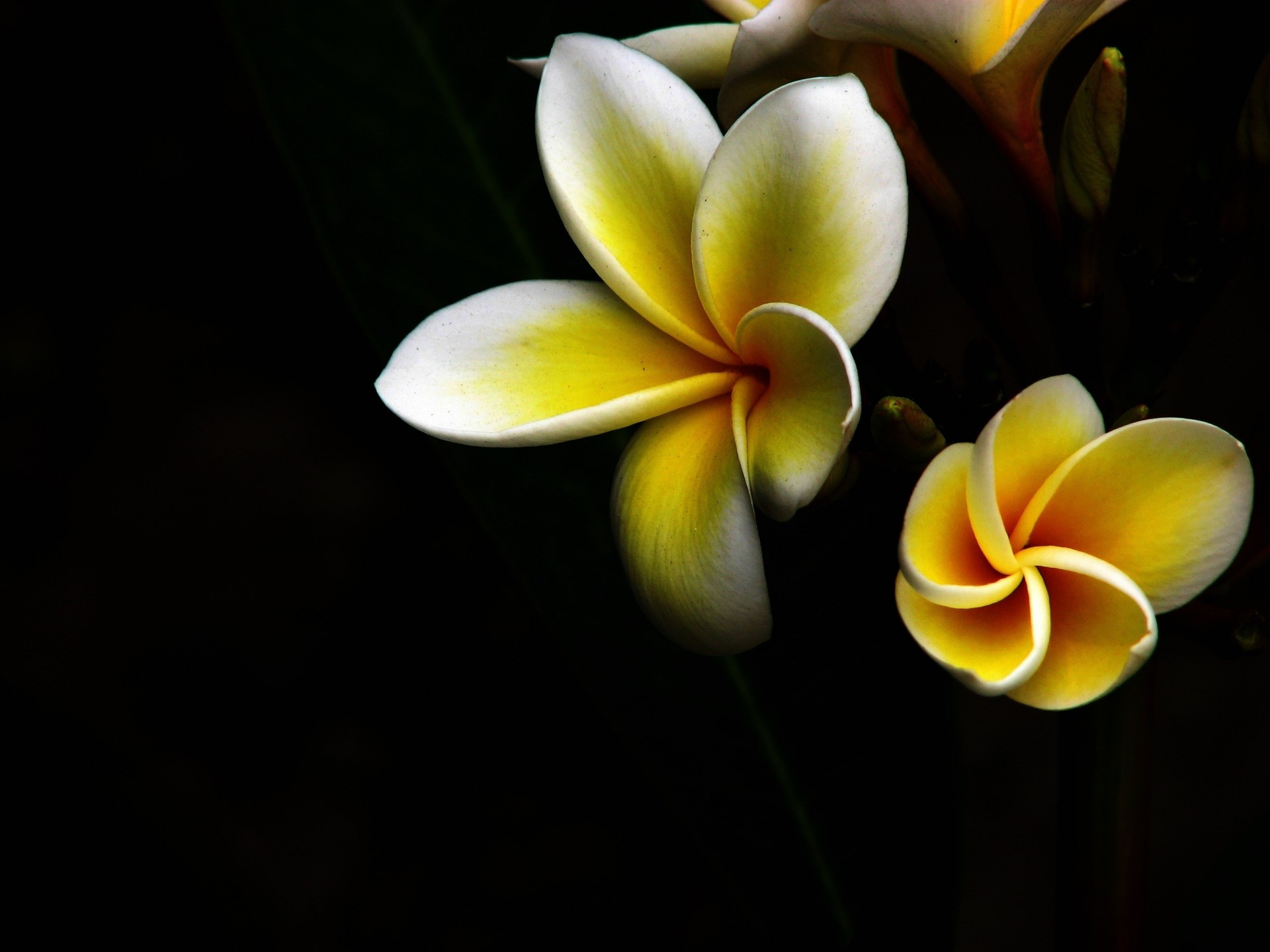 gros plan fleur jaune