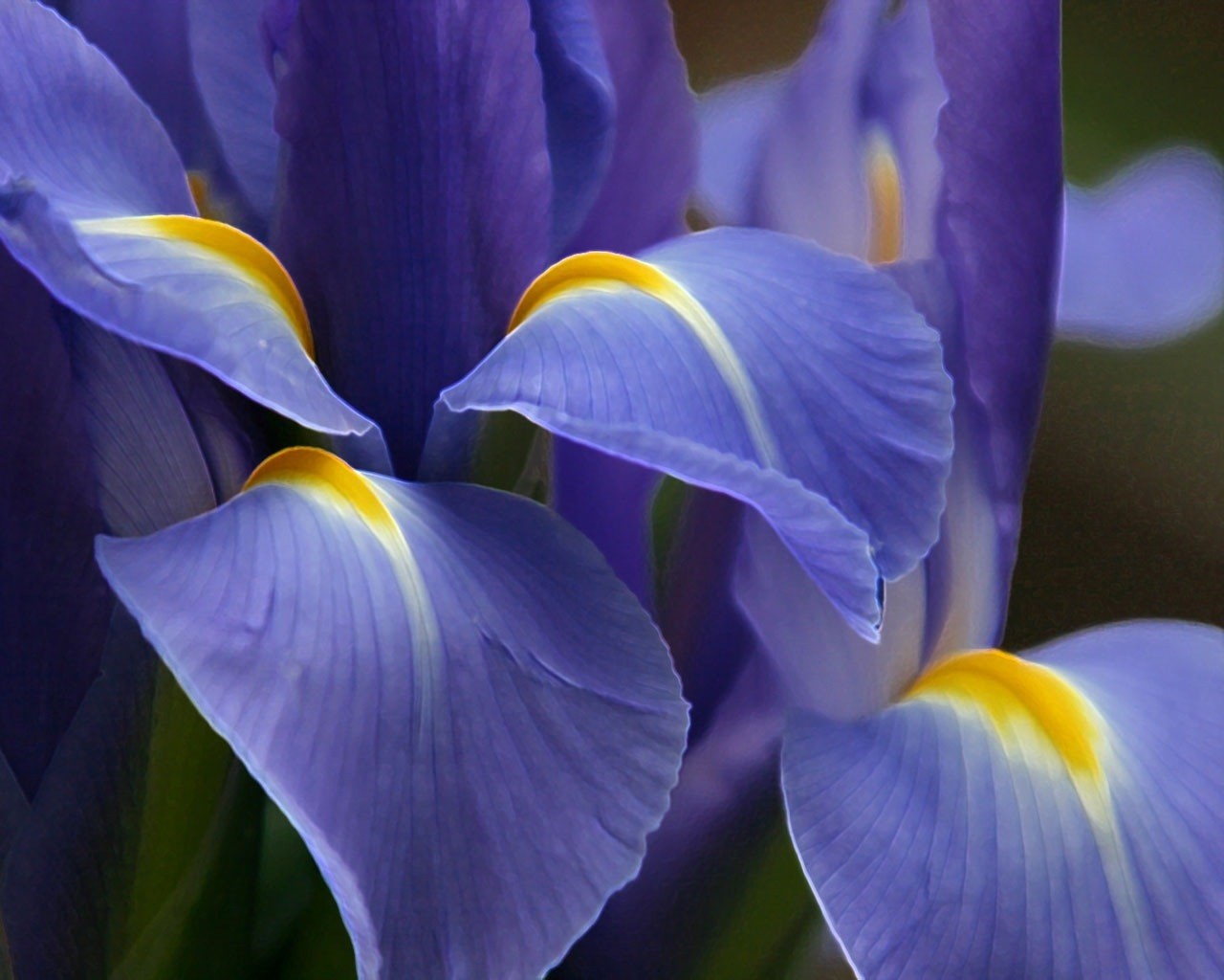 fiore viola