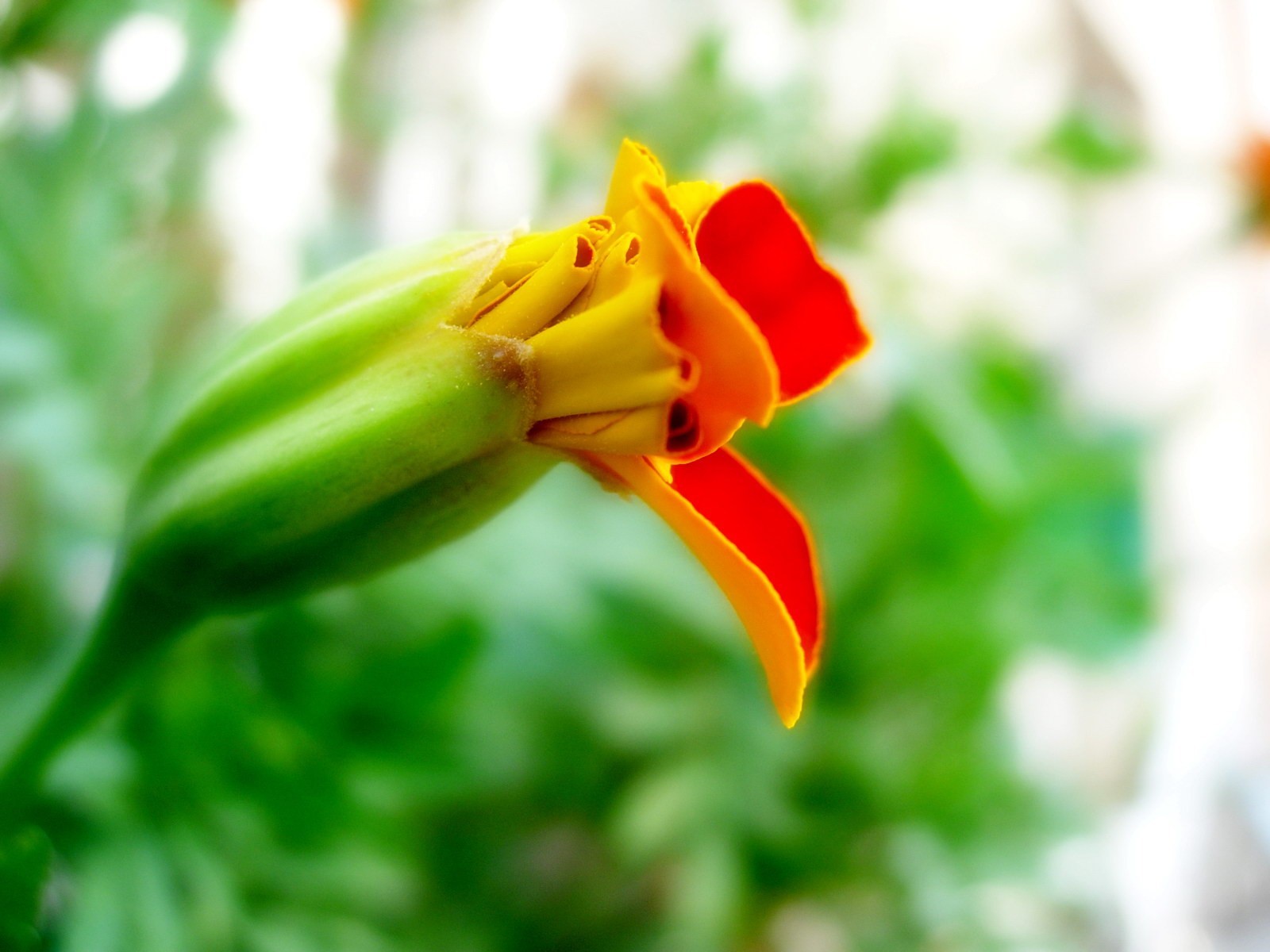 fleur verdure bourgeon