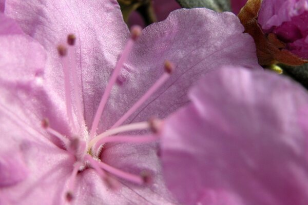 An open bud of a pink flower in macro photography