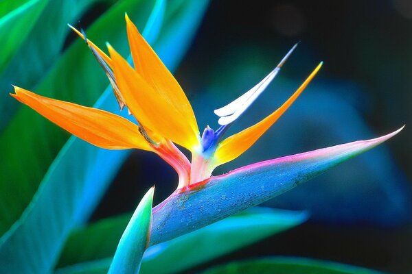 Flor brillante inusual en macro