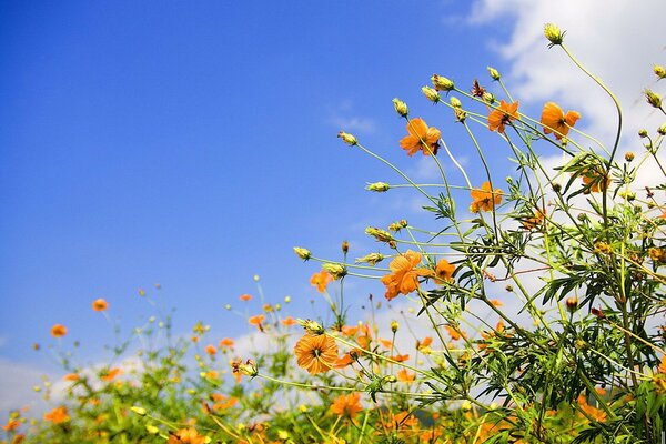 Fiori gialli che sbocciano su uno sfondo di cielo blu