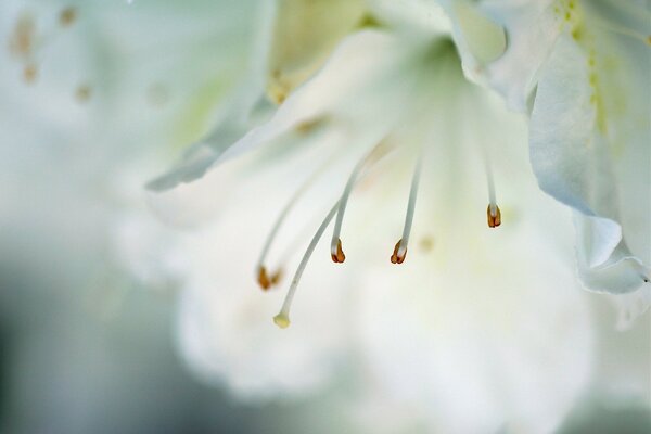 Flor blanca en primer plano macro