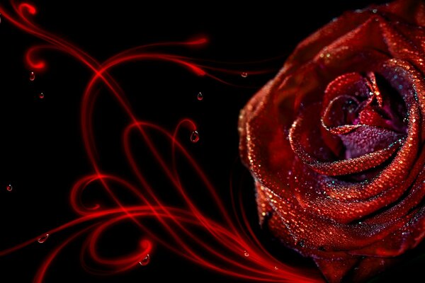 Red rose on a black background