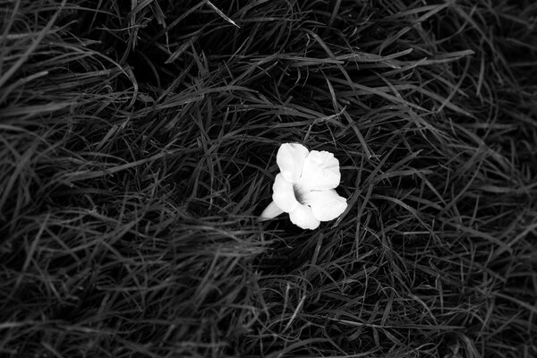 Weiße Blume im schwarzen Gras