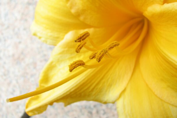 Nahaufnahme einer gelben Lilie mit Pollen