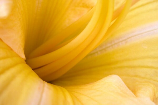 Bourgeon de fleur ouvert de jaune dans le macro-tir