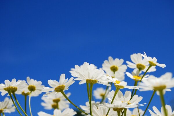 Gros plan de marguerites sur fond bleu