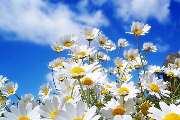 Sonnige Gänseblümchen auf einem blauen Himmelshintergrund