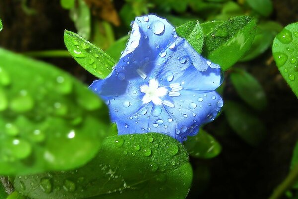 Fiore blu in gocce di rugiada in macro