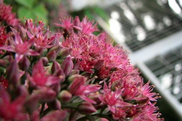 Makrobild der rosa Blüten im Vordergrund