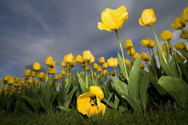 Yellow Tulips close-up against the sky