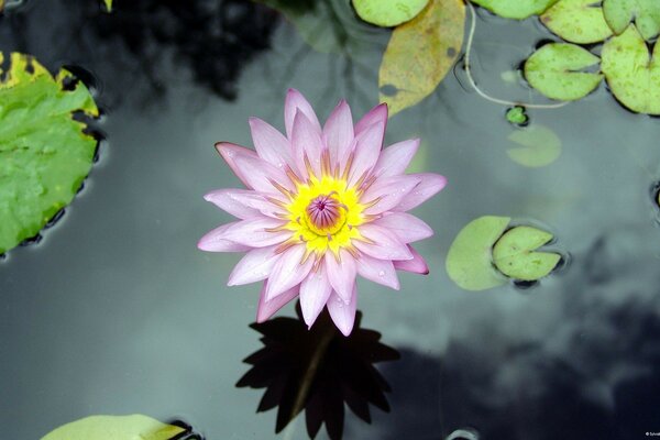 Nénuphar dans le lac gros plan