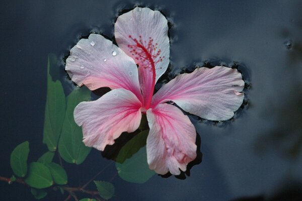 Fleur rose dans l eau