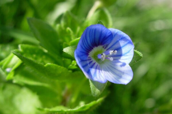 Azul flor azul sobre fondo de hierba