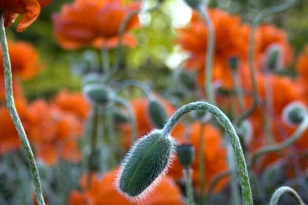 Infiorescenza di papavero su uno sfondo di fiori