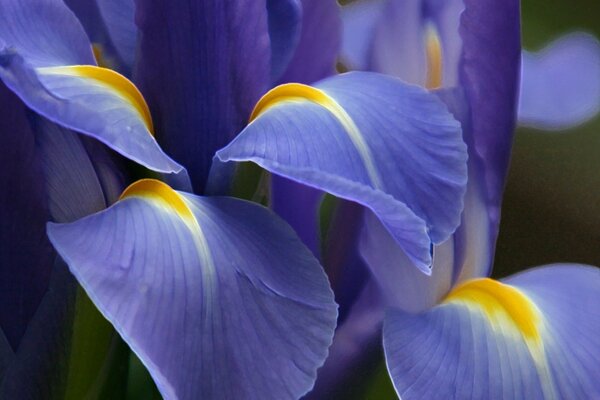 Blooming iris flowers on a clear day