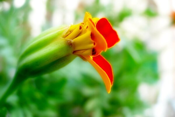 Nessun germoglio scoppiato di un fiore giallo-rosso