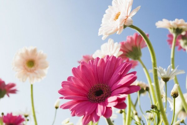 Gros plan de fleurs sur un ciel ensoleillé