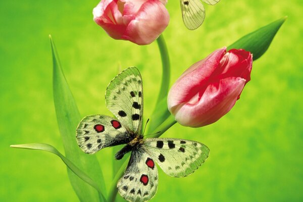 La mariposa vuela a la flor del tulipán