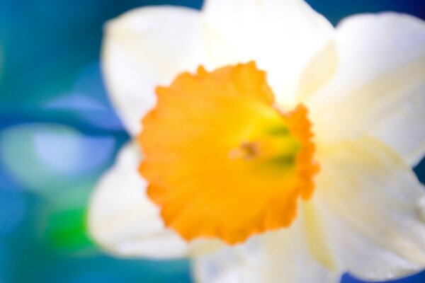 A white flower with an orange pistil in close-up