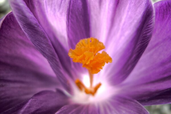 Foto macro di un fiore viola