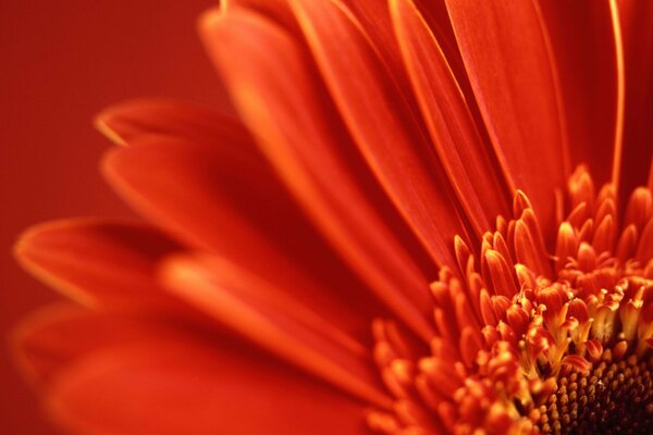 Red flower close-up