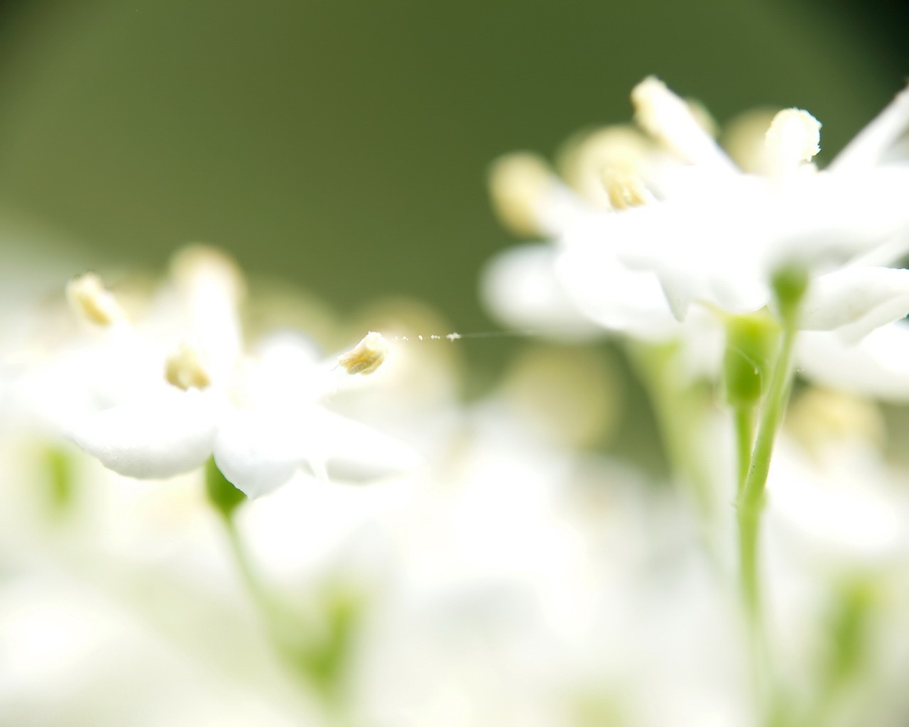 blanc vert pétales