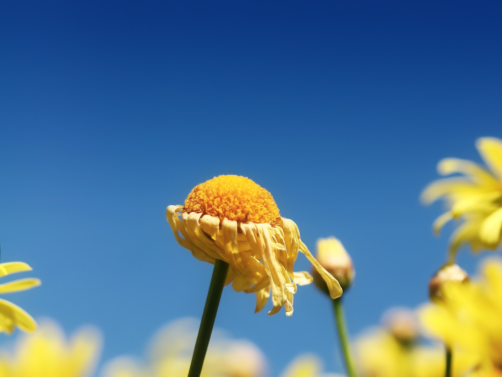 bleu fané fleur