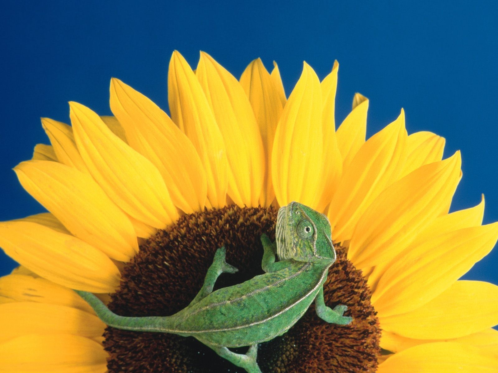 fleurs tournesol lézard