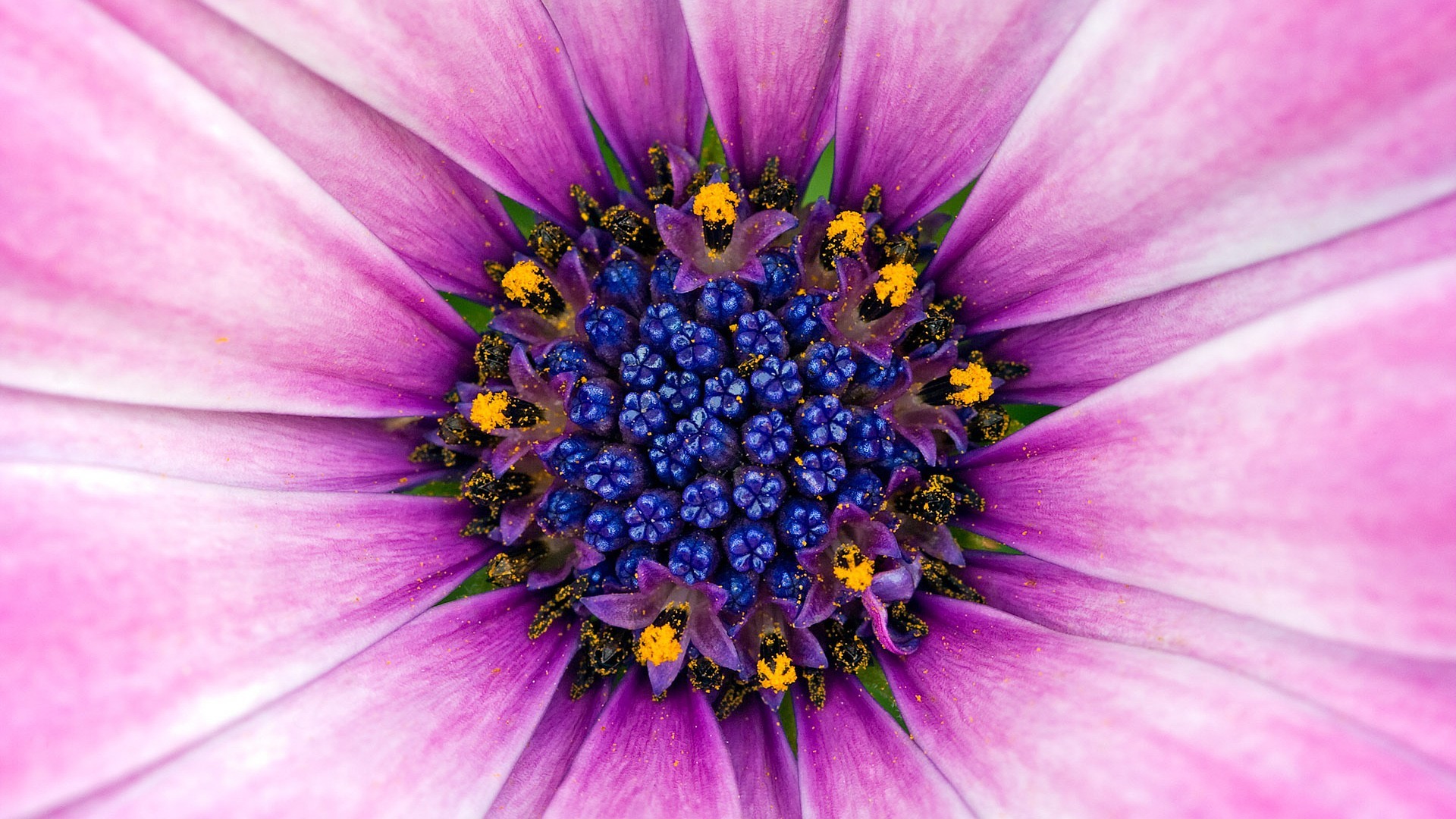 flor polen violeta