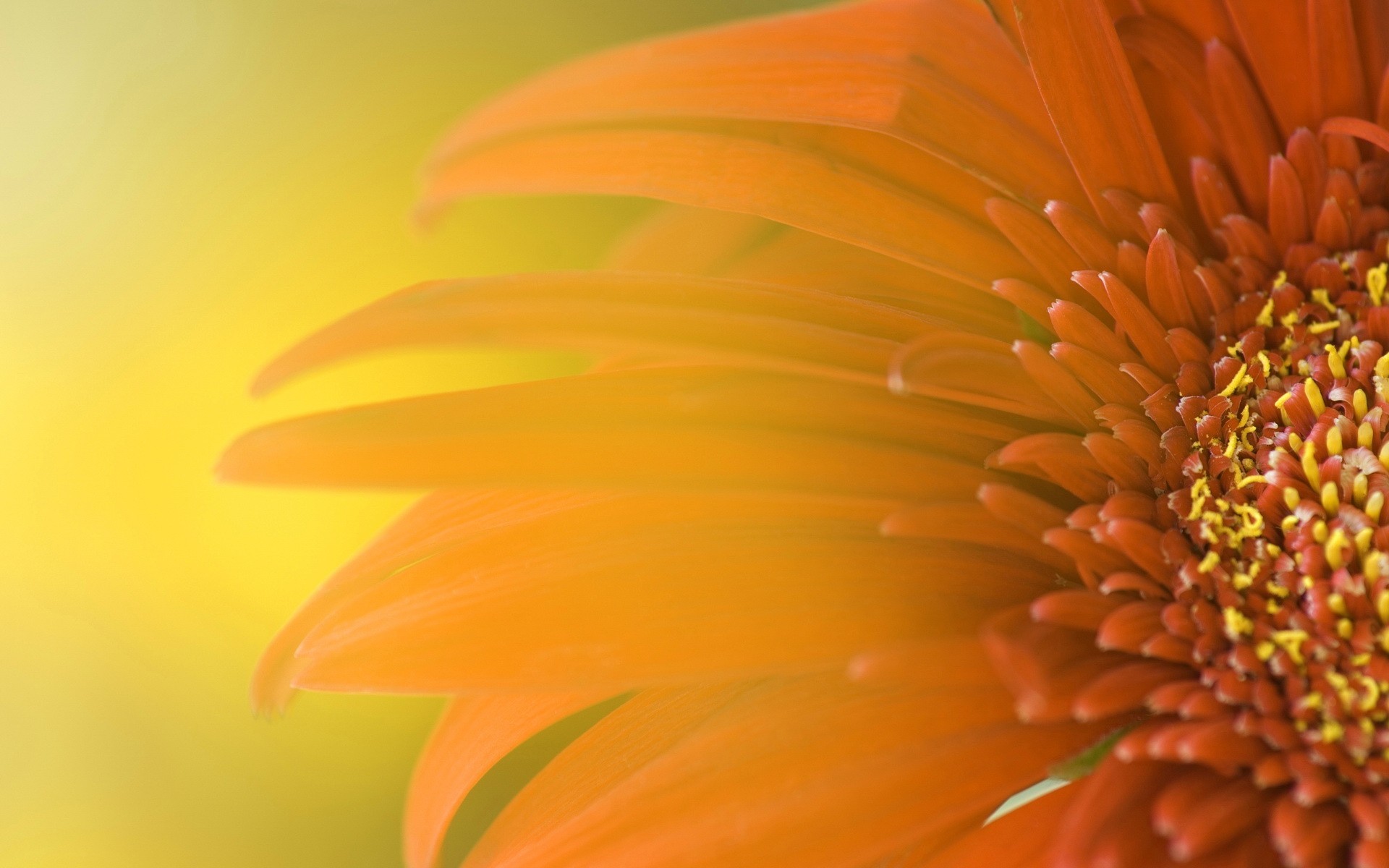 flower petals yellow