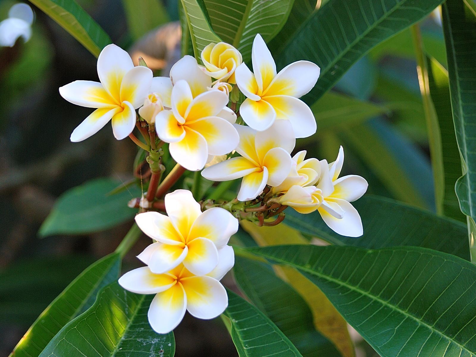 plumeria zielony biały liście