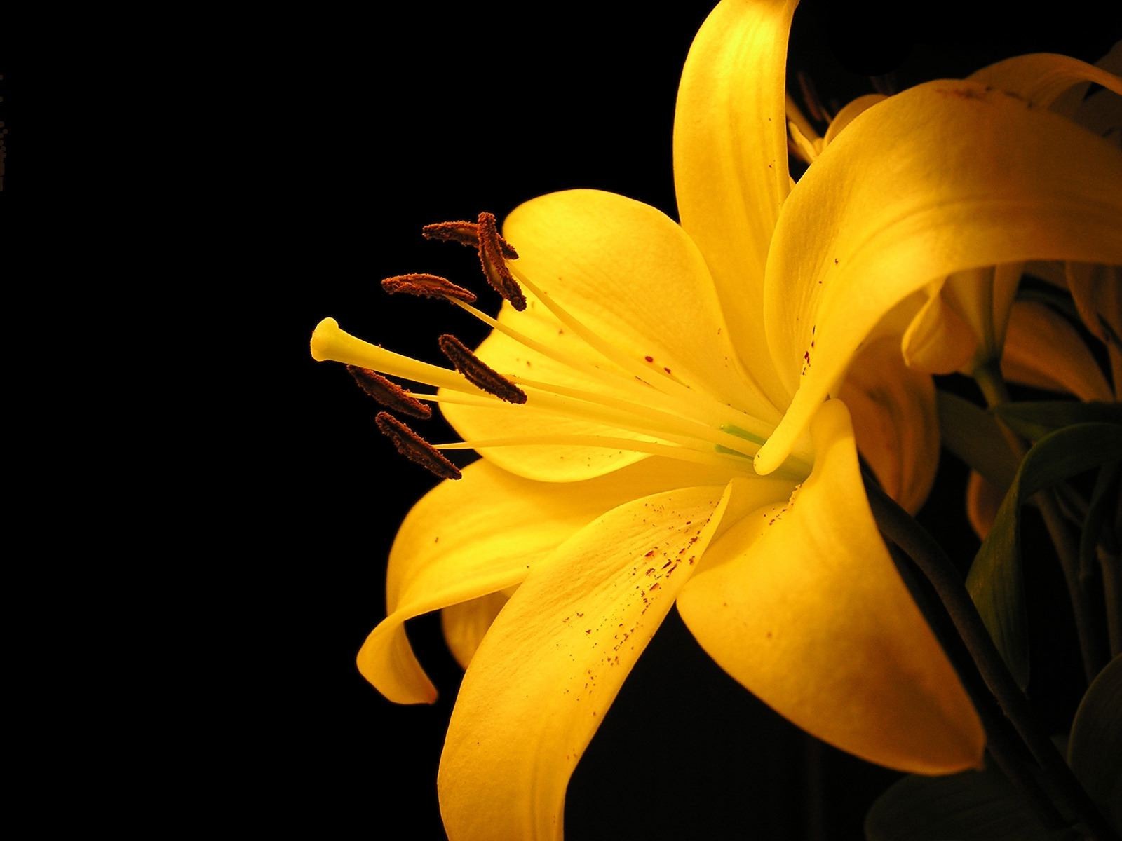 lily yellow pollen