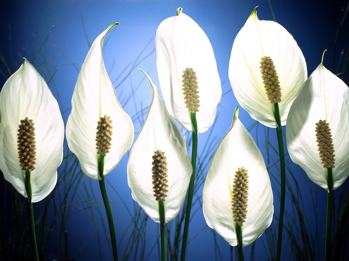 fiori bianco spathiphyllum