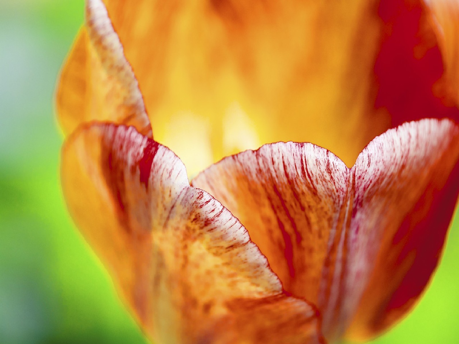 bud close up red