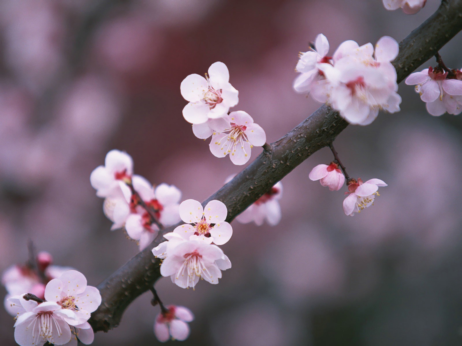 sakura branche rose