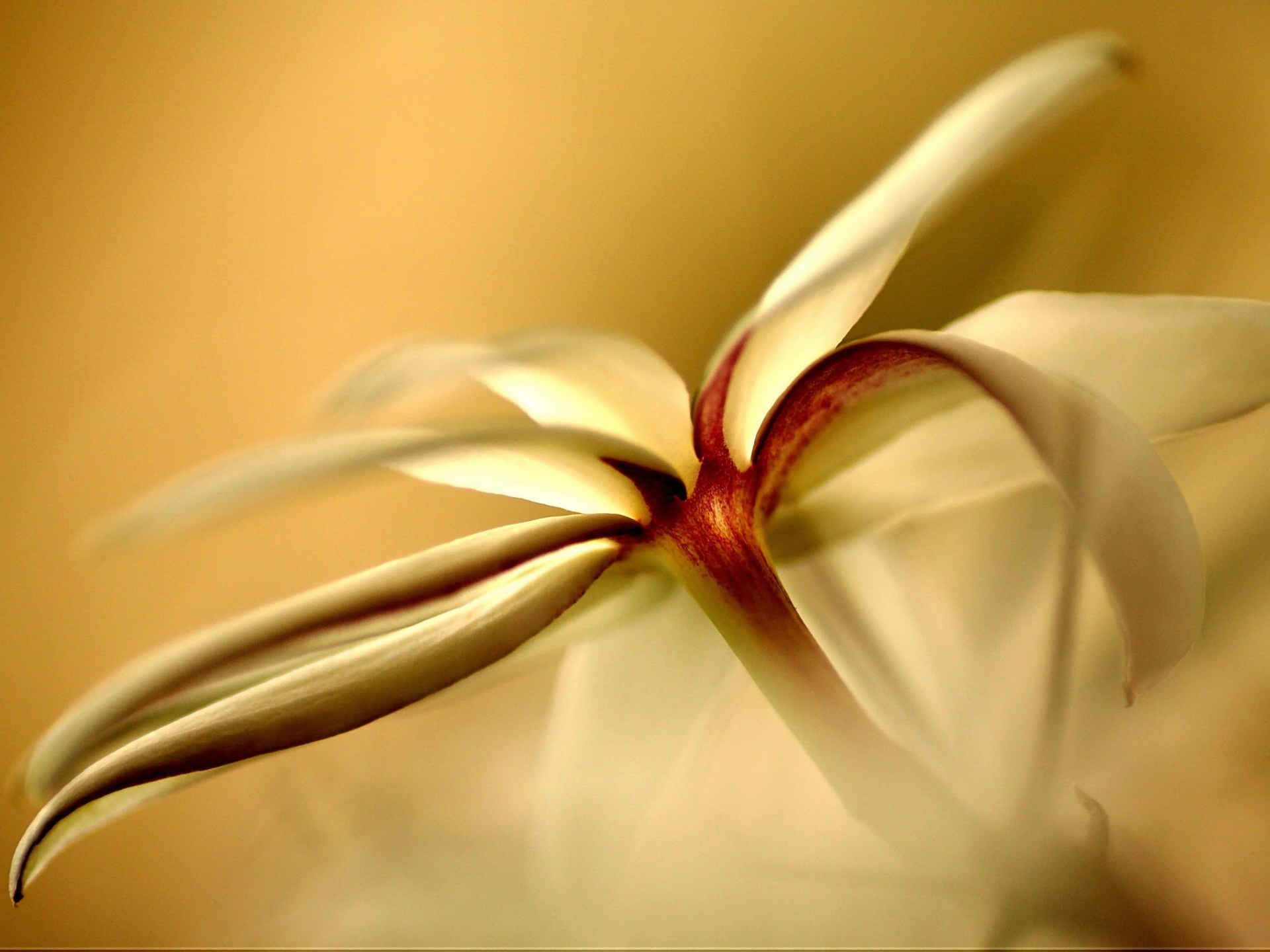 fiore giallo petali