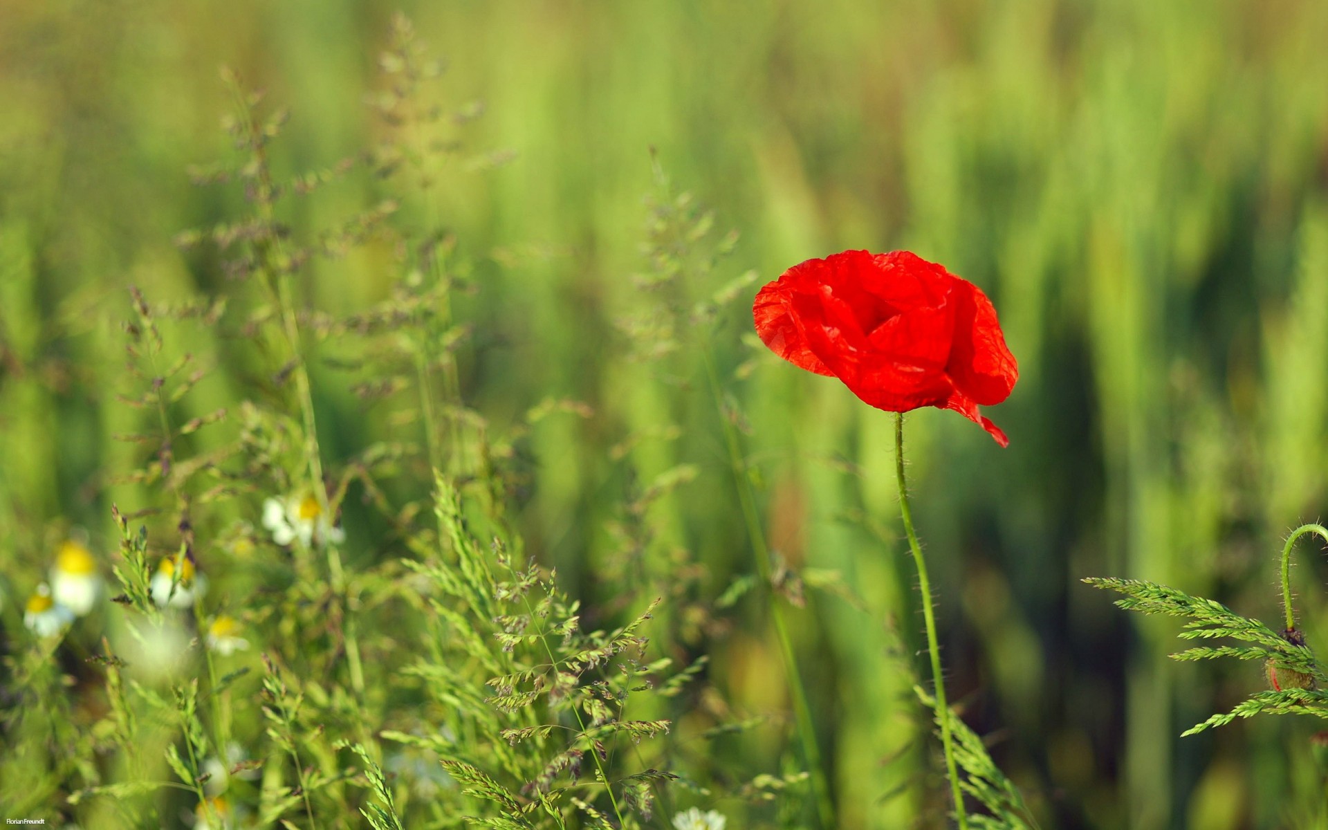 plant green red