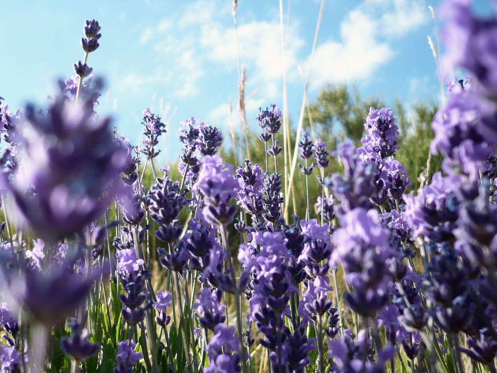 lilas nuages ciel