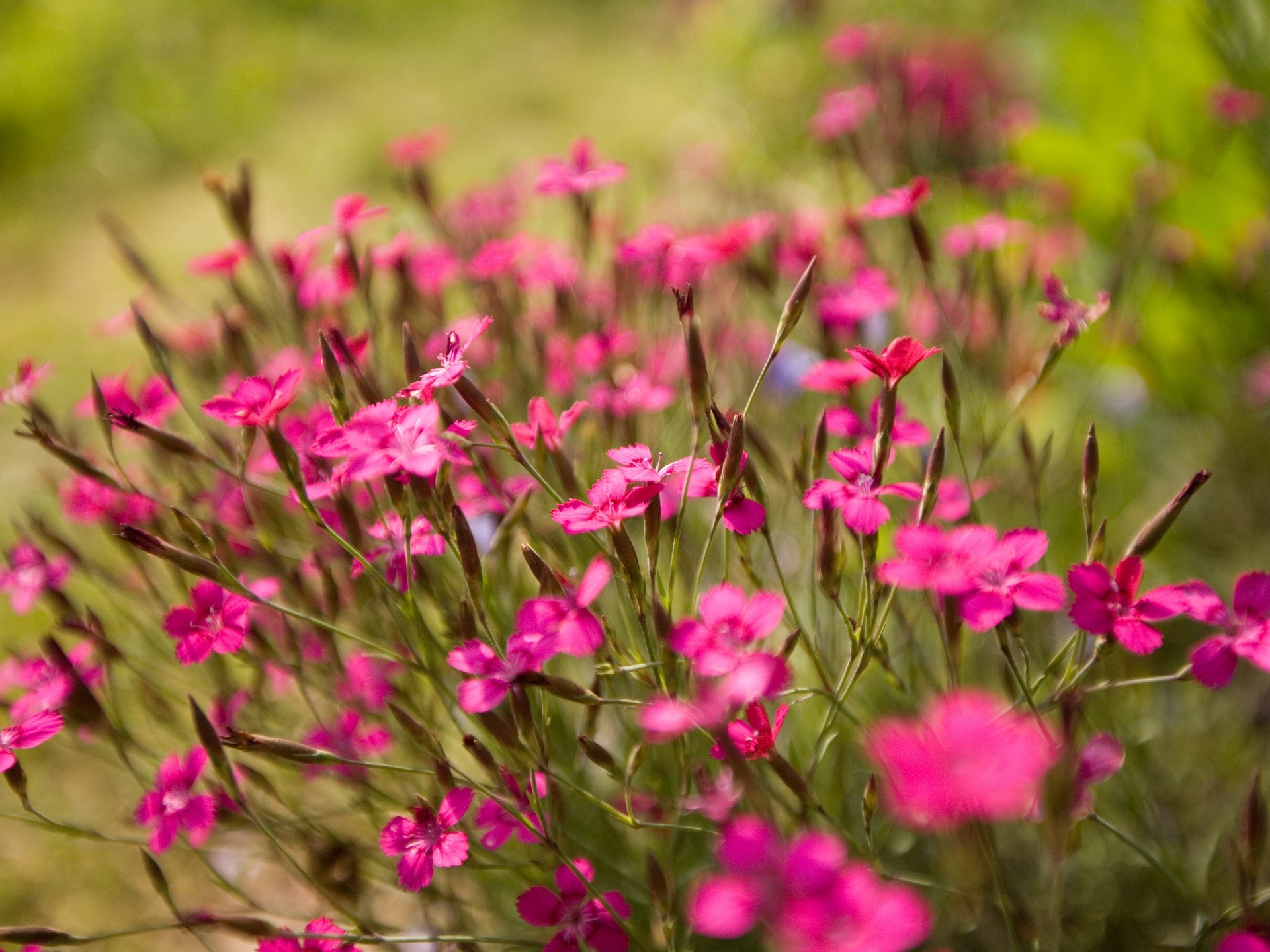 rosa messa a fuoco verde