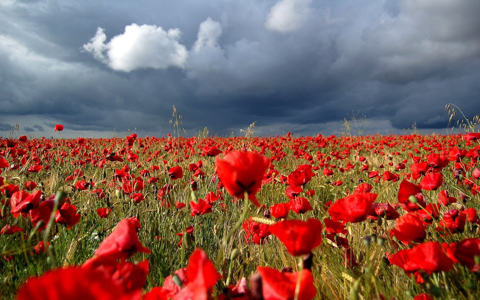 the field clouds storm red