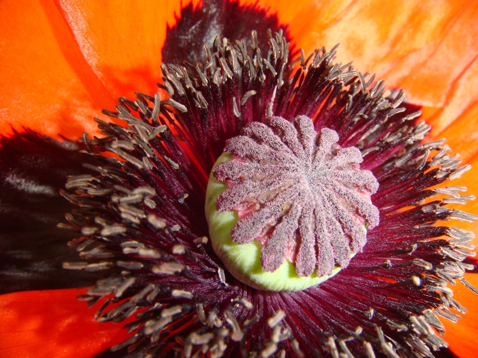 papavero rosso macro