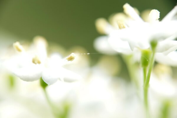 Flor blanca sobre fondo verde