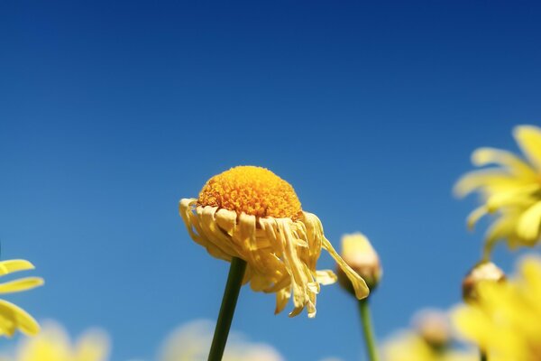 Verwelkte gelbe Blume auf blauem Himmelshintergrund