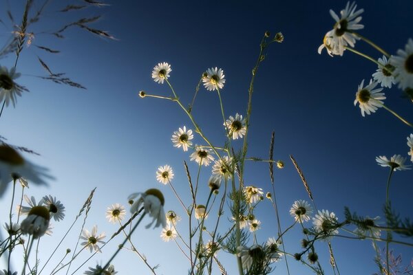 Marguerites sur fond de ciel bleu